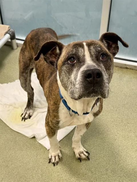 An adult large-sized male Pit Bull Terrier dog named Sinbad for adoption in Dallas, TX