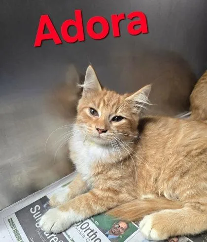 A young medium-sized female Domestic Medium Hair cat named Adora for adoption in Sullivan, IN