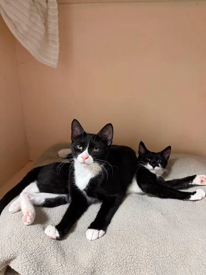 A young small-sized female Black & White / Tuxedo Domestic Short Hair cat named Bobby and Mini Bubbles for adoption in Freeport, NY