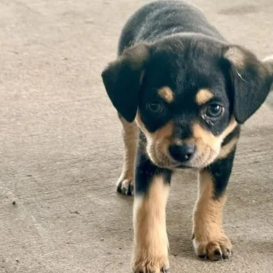 A baby small-sized male Black Chihuahua dog named Roco for adoption in Liverpool, TX