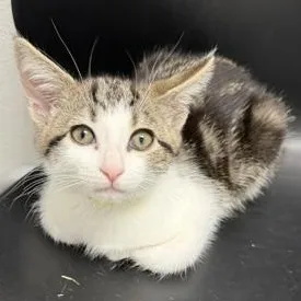 A baby large-sized female White Domestic Short Hair cat named Cuyahoga for adoption in Bryan, OH