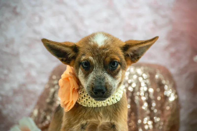 A baby small-sized female Australian Cattle Dog / Blue Heeler dog named Anne Shirley for adoption in Sevierville, TN