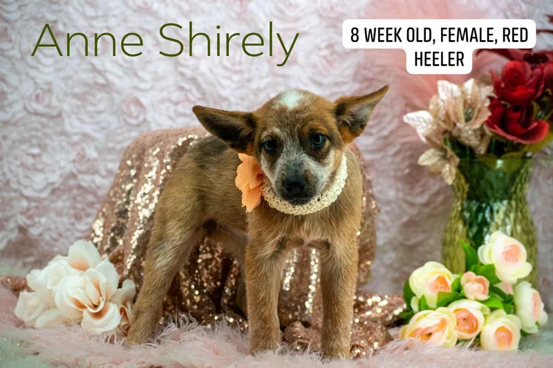 Anne Shirley thumbnail 4