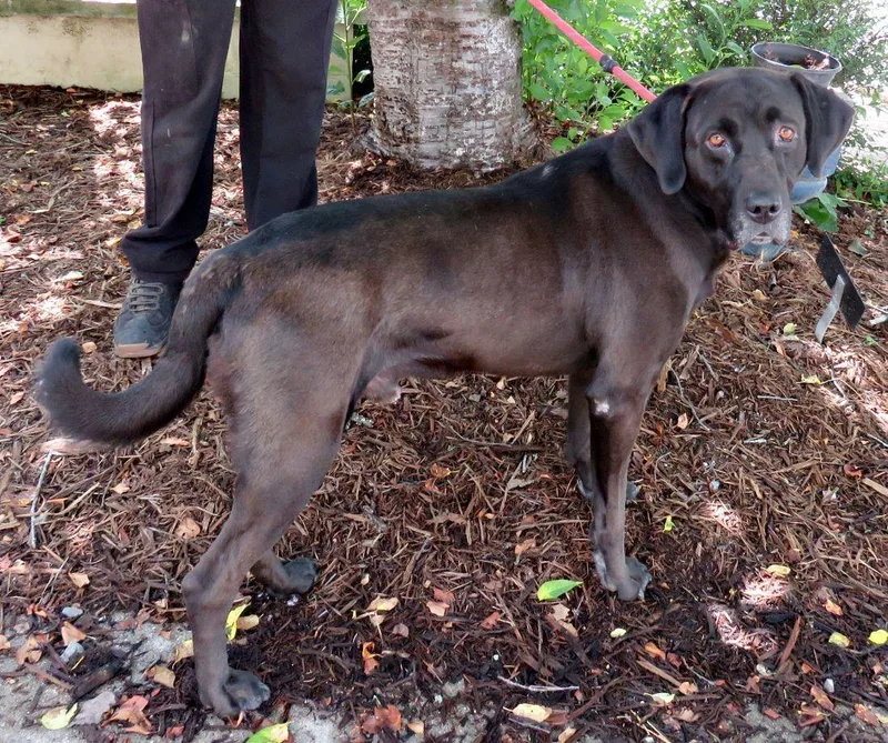 An adult large-sized male Black Labrador Retriever dog named Rainy for adoption in Lexington, VA