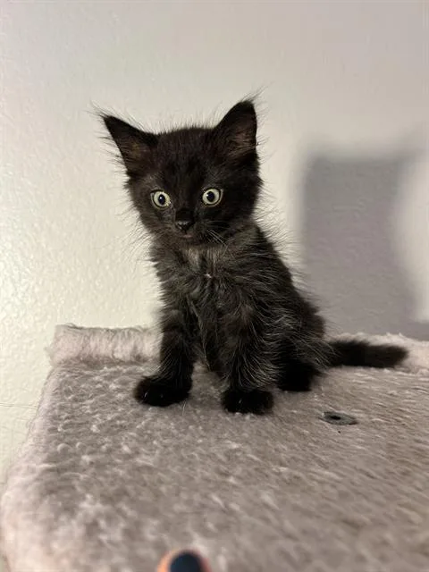 A baby small-sized male Domestic Short Hair cat named Griz for adoption in Camarillo, CA