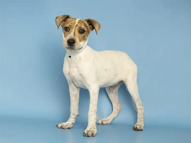 A baby small-sized male Australian Cattle Dog / Blue Heeler dog named Vega for adoption in Phoenix, AZ
