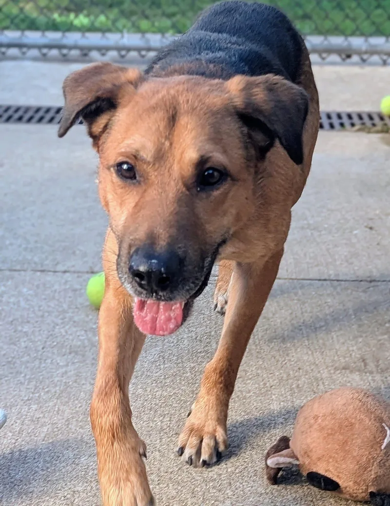 An adult medium-sized male German Shepherd Dog dog named Rold Gold for adoption in Chicago, IL