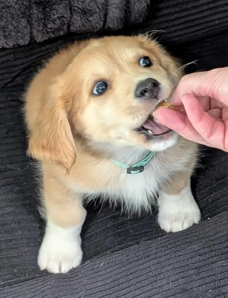 Rocky Road  Puppy