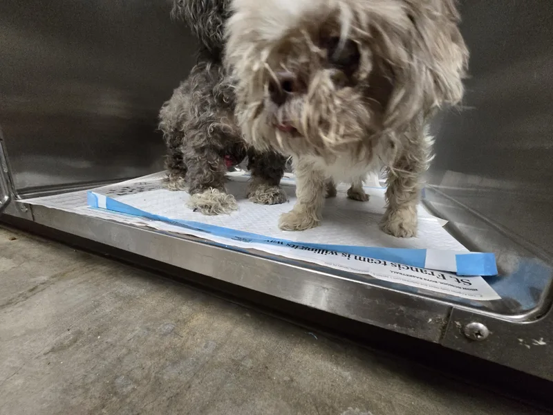 A senior small-sized female Shih Tzu dog named Tiny for adoption in Chatsworth, CA