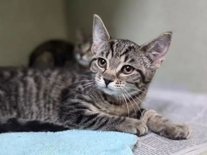 A baby small-sized female Domestic Short Hair cat named Fo for adoption in Westland, MI
