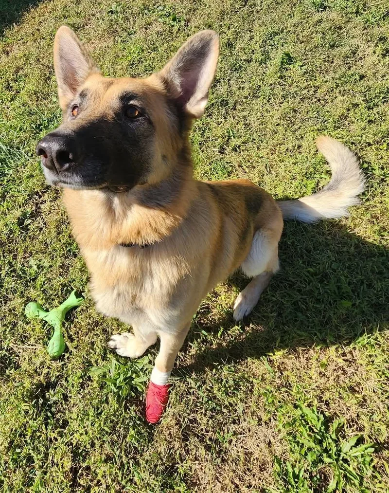 An adult large-sized male Golden German Shepherd Dog dog named Frank for adoption in Keokuk, IA