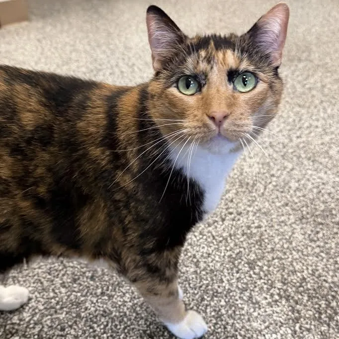 An adult large-sized female Calico Domestic Short Hair cat named Coco for adoption in Jackson, CA