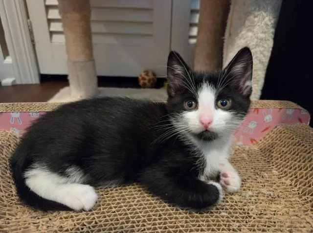 A baby small-sized female Black & White / Tuxedo Domestic Short Hair cat named Maya for adoption in Oradell, NJ