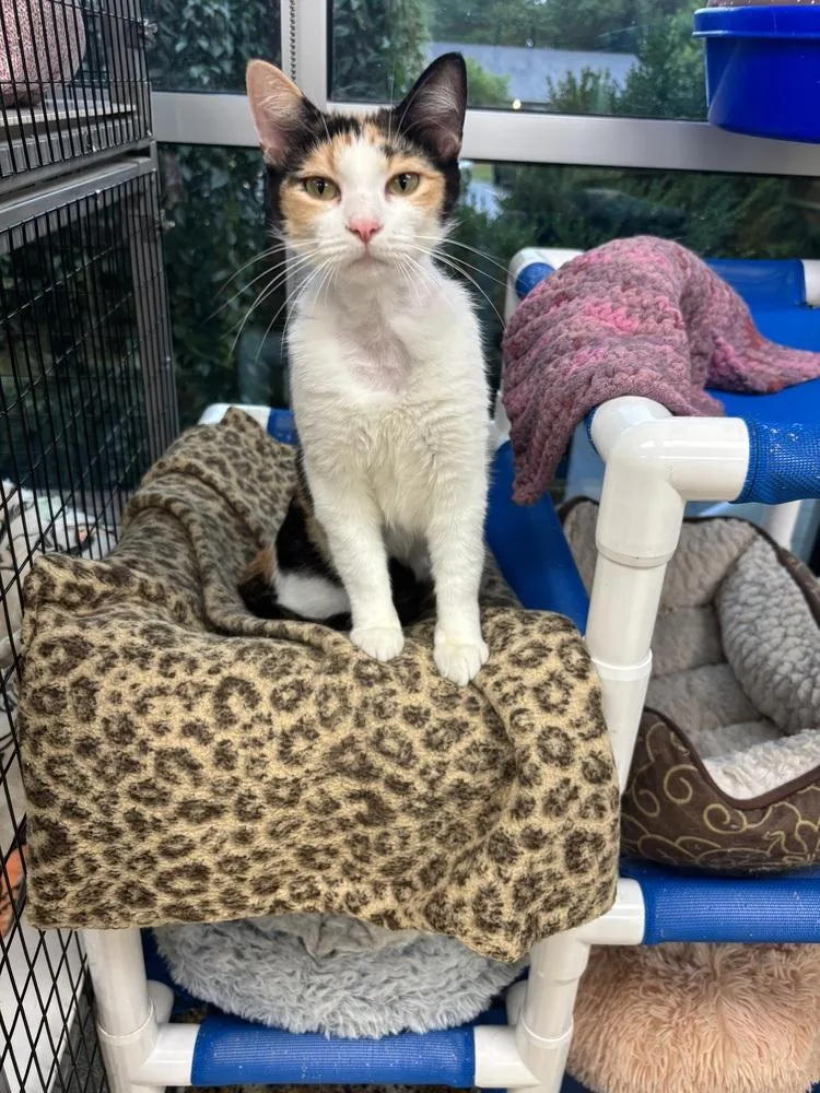 An adult medium-sized female Orange & White Domestic Short Hair cat named Vanilli for adoption in Kalamazoo, MI