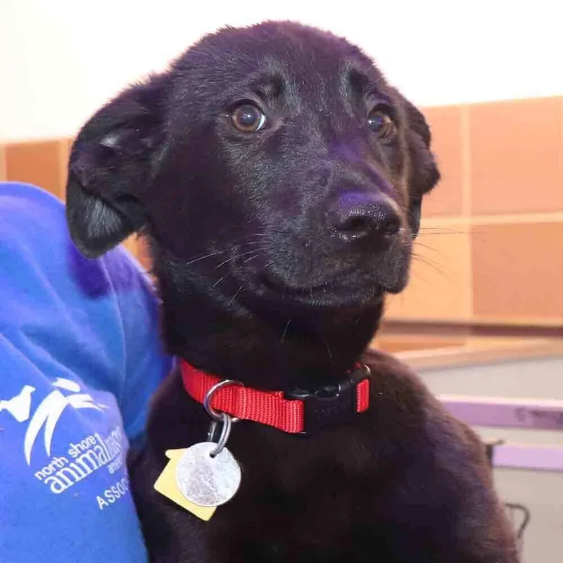 A baby medium-sized female Brown / Chocolate Mixed Breed dog named Shelly for adoption in Port Washington, NY