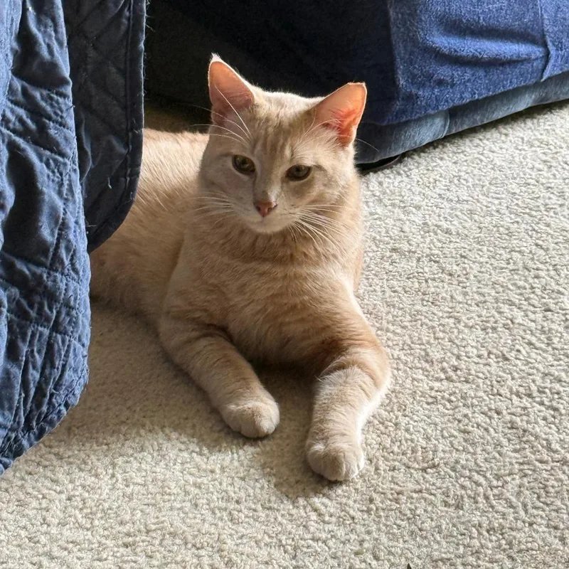 A young medium-sized male Orange / Red Domestic Short Hair cat named Mellow for adoption in Green Bay, WI
