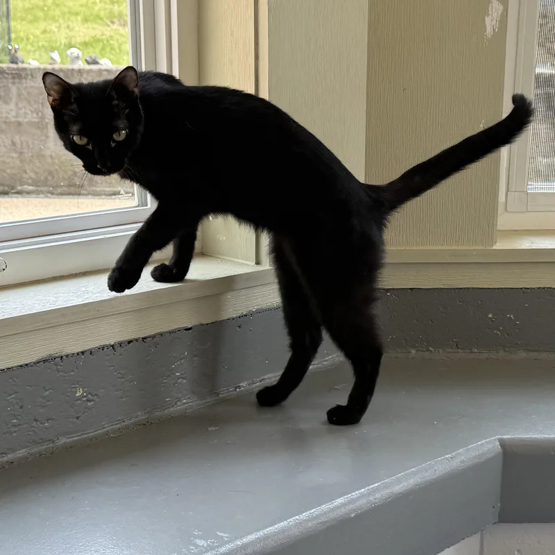 Cinnamon thumbnail 2