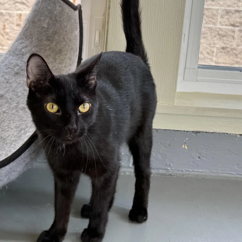 Cinnamon thumbnail 3