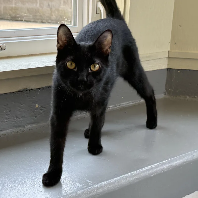 Cinnamon thumbnail 4