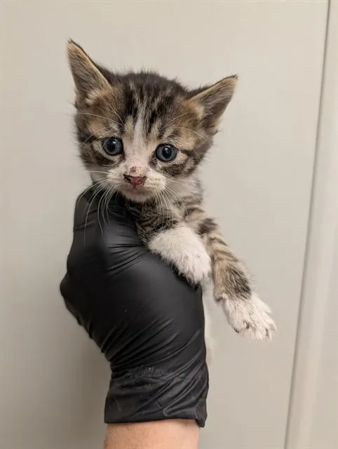 A baby small-sized male Domestic Short Hair cat named Scooby for adoption in Ontario, CA