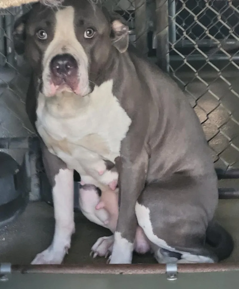 A young large-sized female Pit Bull Terrier dog named Trisha for adoption in Hopkinsville, KY