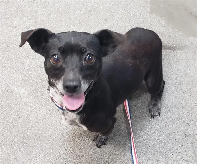 An adult small-sized female Chihuahua dog named Tootsie for adoption in Fairfield, CA