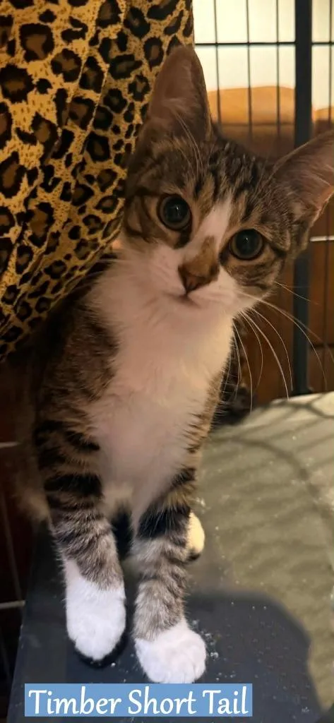 A baby medium-sized male Domestic Short Hair cat named Timber Short Tail for adoption in Hoover , AL