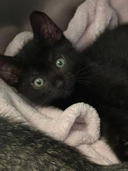A baby small-sized male Domestic Short Hair cat named Edward Scissorpaws for adoption in Madison, NJ