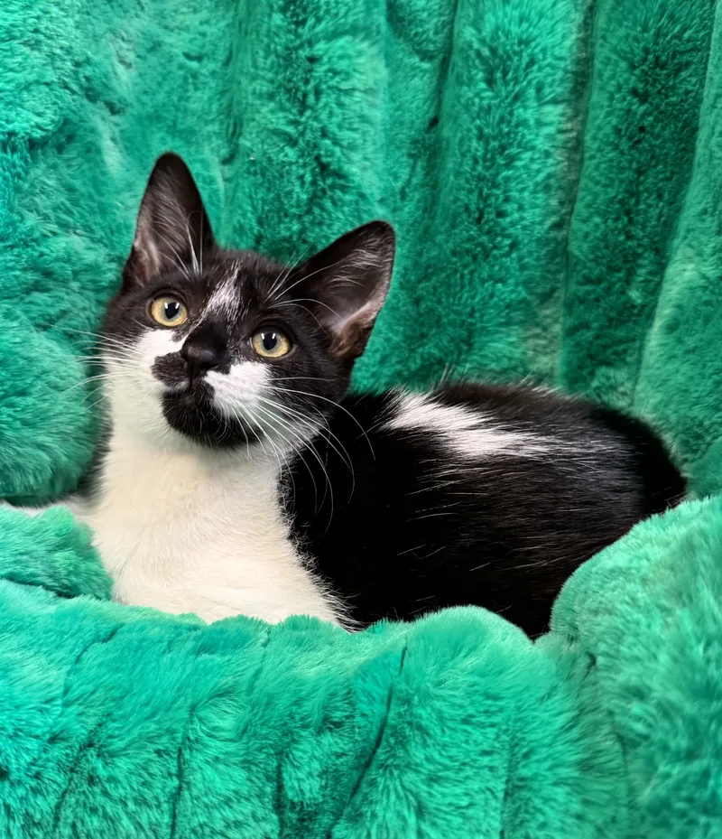 A baby medium-sized female Black & White / Tuxedo Domestic Short Hair cat named Stella for adoption in Riverside, CA
