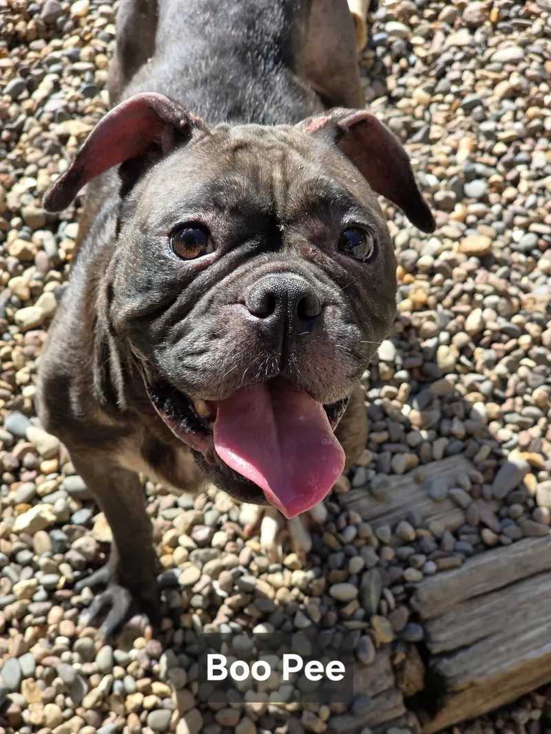 An adult medium-sized female Brindle Boston Terrier dog named BooPee for adoption in Wever, IA
