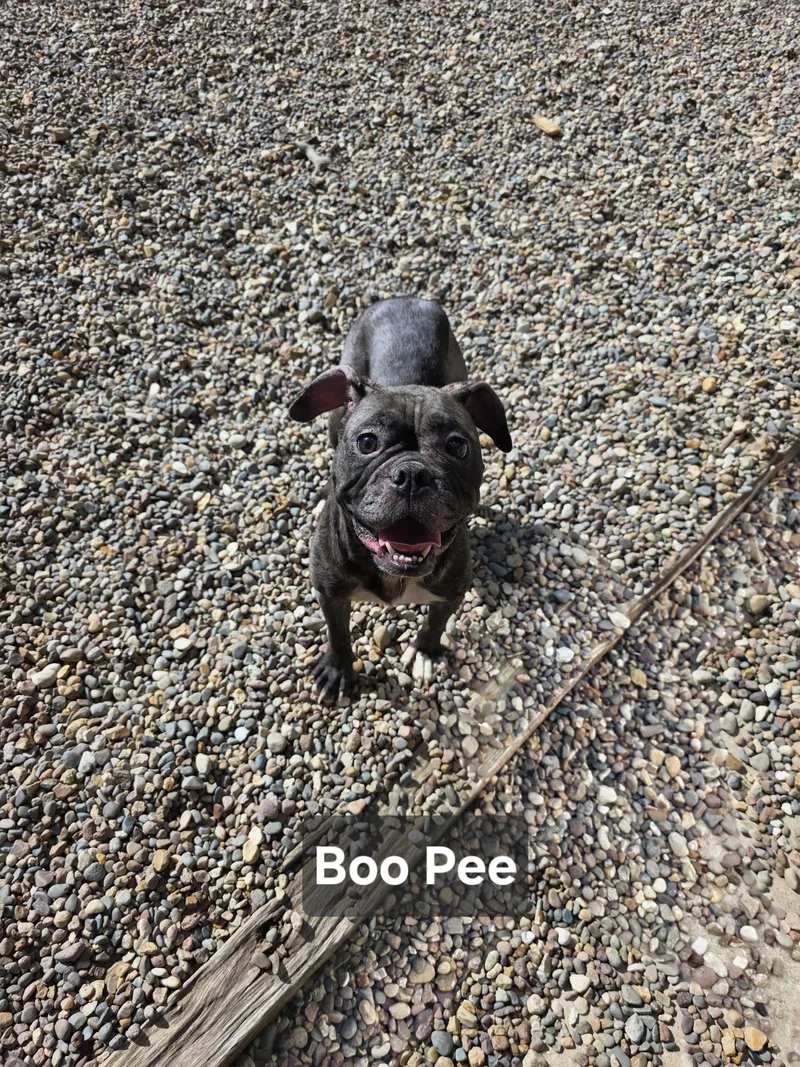 BooPee thumbnail 2