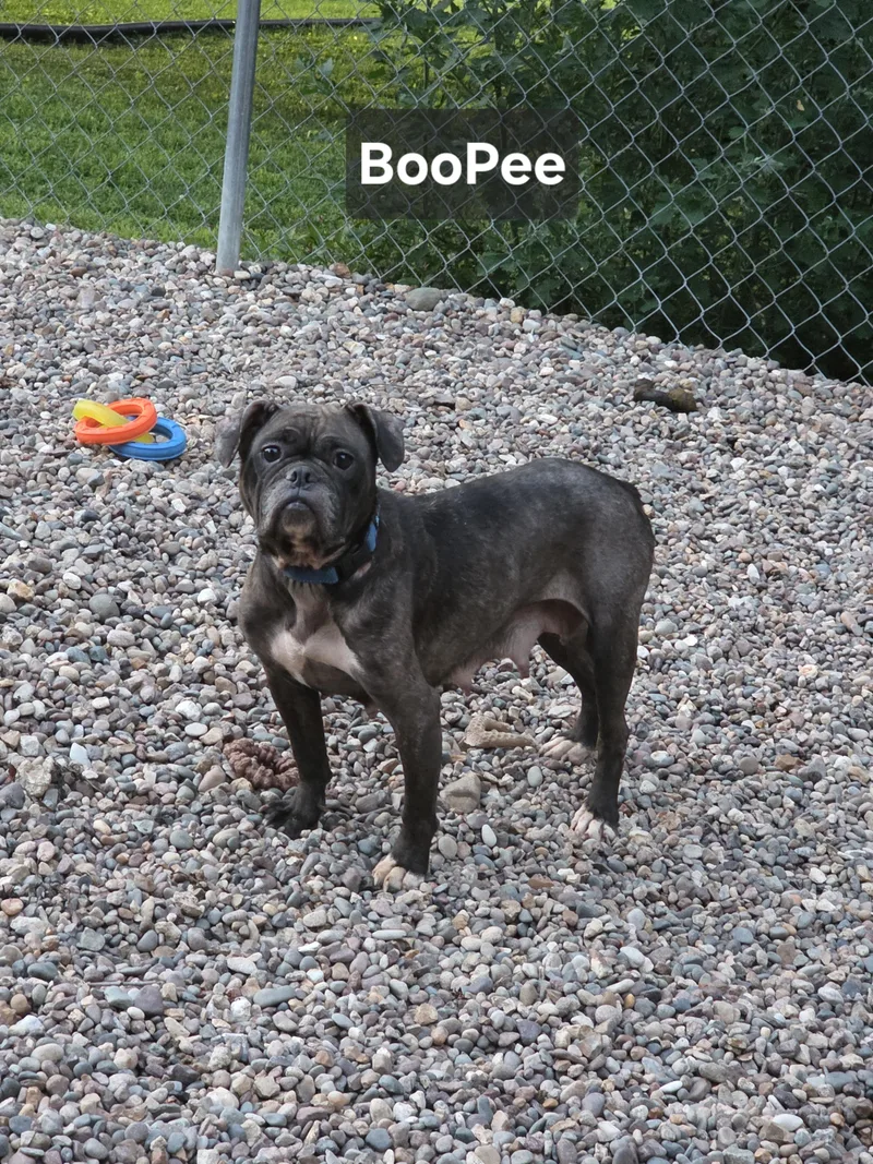 BooPee thumbnail 5