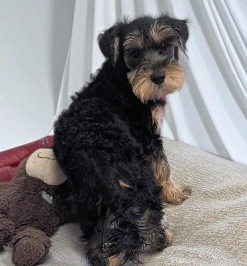 Franz  Sweet Morkie thumbnail 2