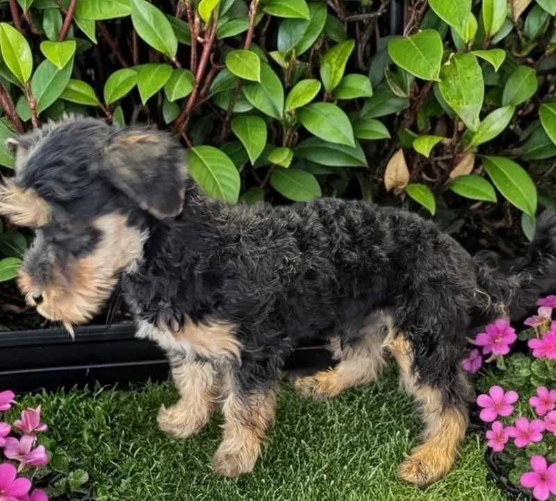 Franz  Sweet Morkie thumbnail 3