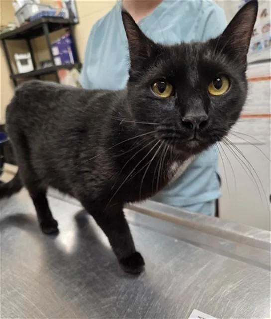 A young small-sized female Domestic Short Hair cat named Marigold for adoption in Aliquippa, PA