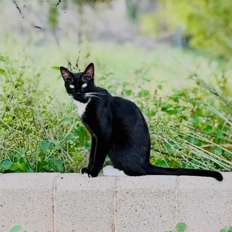 A young medium-sized male Black Domestic Short Hair cat named Sox for adoption in Midland, TX