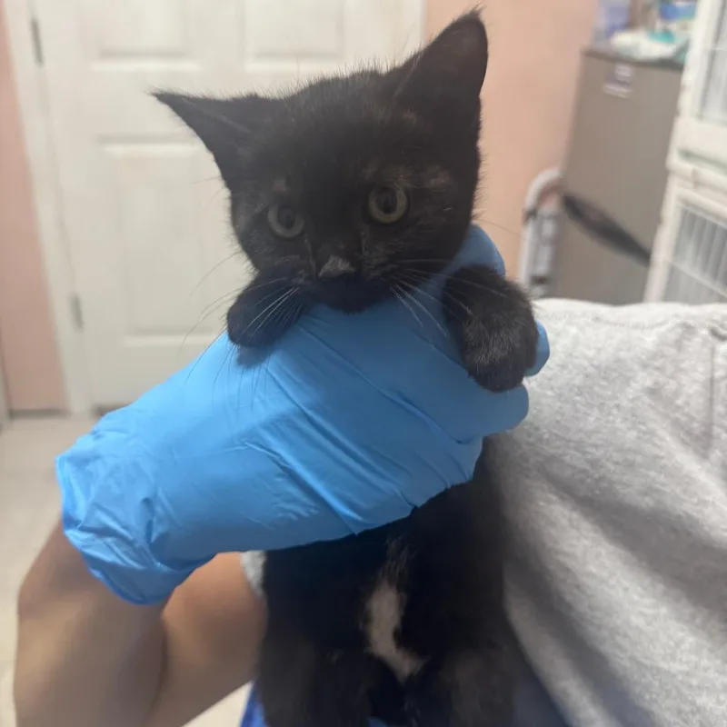 A baby small-sized female Black Domestic Short Hair cat named Daisy ARC for adoption in Akron, NY