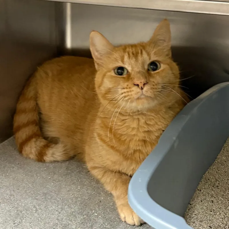 Koopa Troopa thumbnail 2