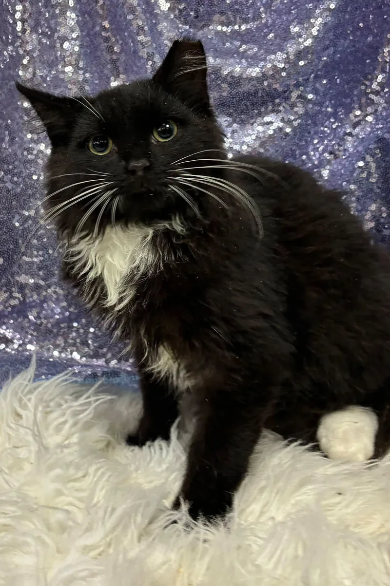 A young medium-sized male Black & White / Tuxedo Domestic Medium Hair cat named Aerocano for adoption in Clarkesville, GA