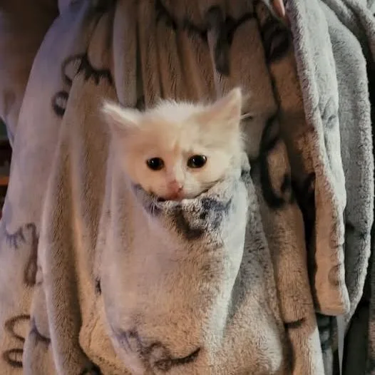 Everest thumbnail 4