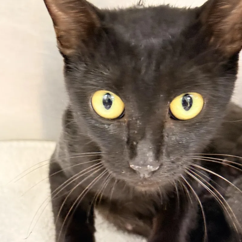A young small-sized female Black Domestic Short Hair cat named Akali for adoption in Leander, TX