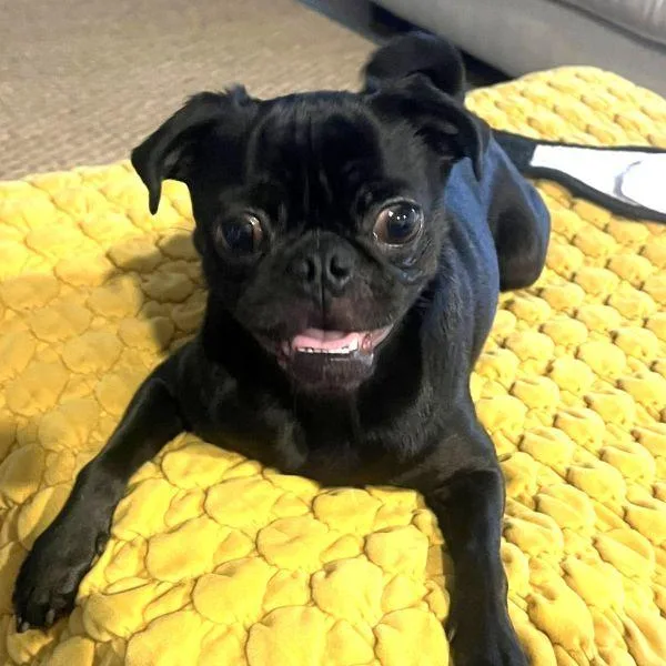 A young small-sized male Black Pug dog named Hudson for adoption in Alvin, TX
