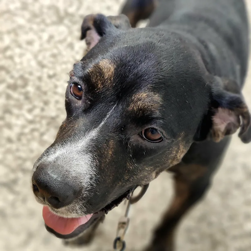 Star Magic "your Super