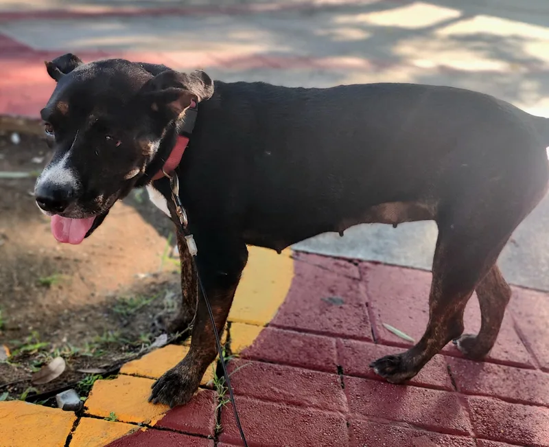 Star Magic "your Super thumbnail 3