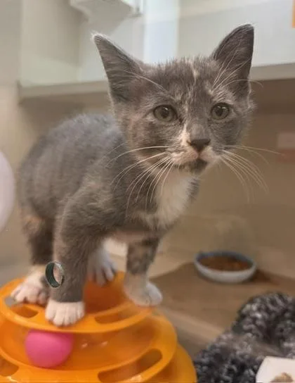 A baby small-sized female Domestic Short Hair cat named Primrose for adoption in Bellevue, WA