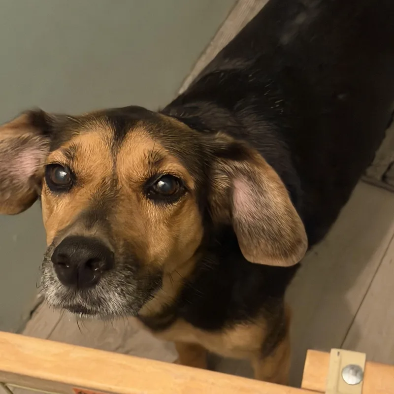 Betsy Courtesy Cupid thumbnail 3