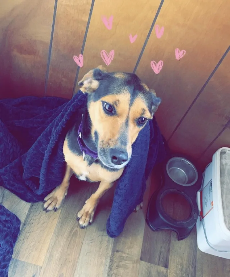 Betsy Courtesy Cupid thumbnail 4