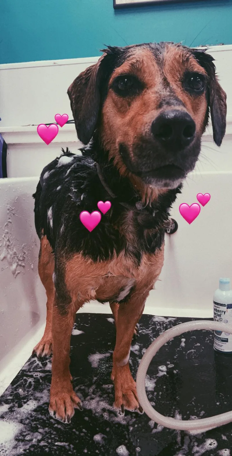 Betsy Courtesy Cupid thumbnail 5