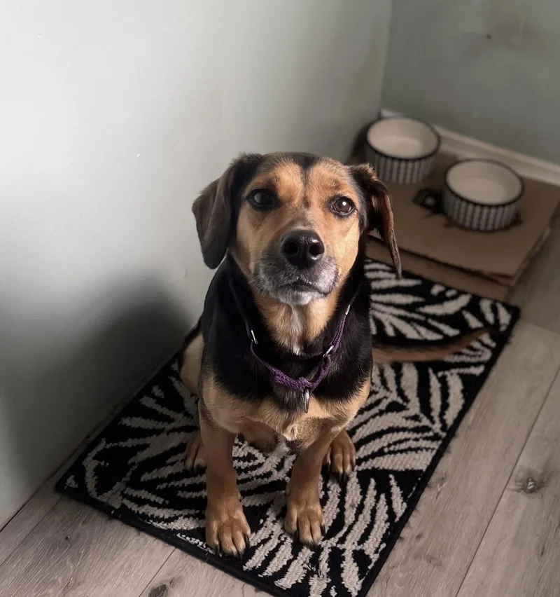 A senior medium-sized female Bicolor Beagle dog named Betsy Courtesy Cupid for adoption in Milwaukee, WI