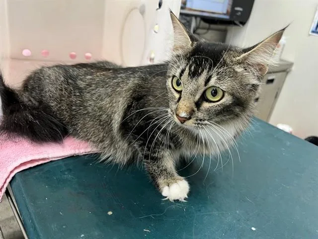 An adult large-sized female Domestic Medium Hair cat named Kiwi for adoption in Garland, TX